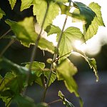 Blackcurrent Leaves (3)